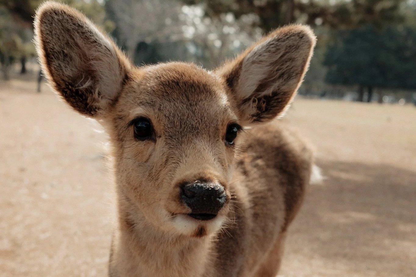 Visual Diary: Waypoint Nara