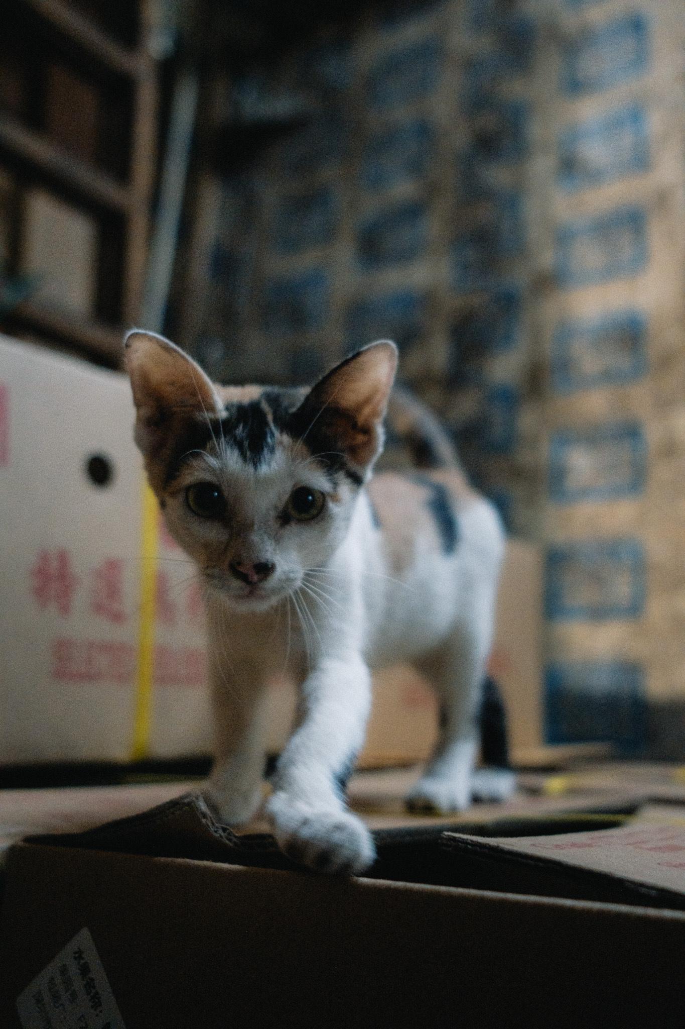 Hong Kong photograph 19