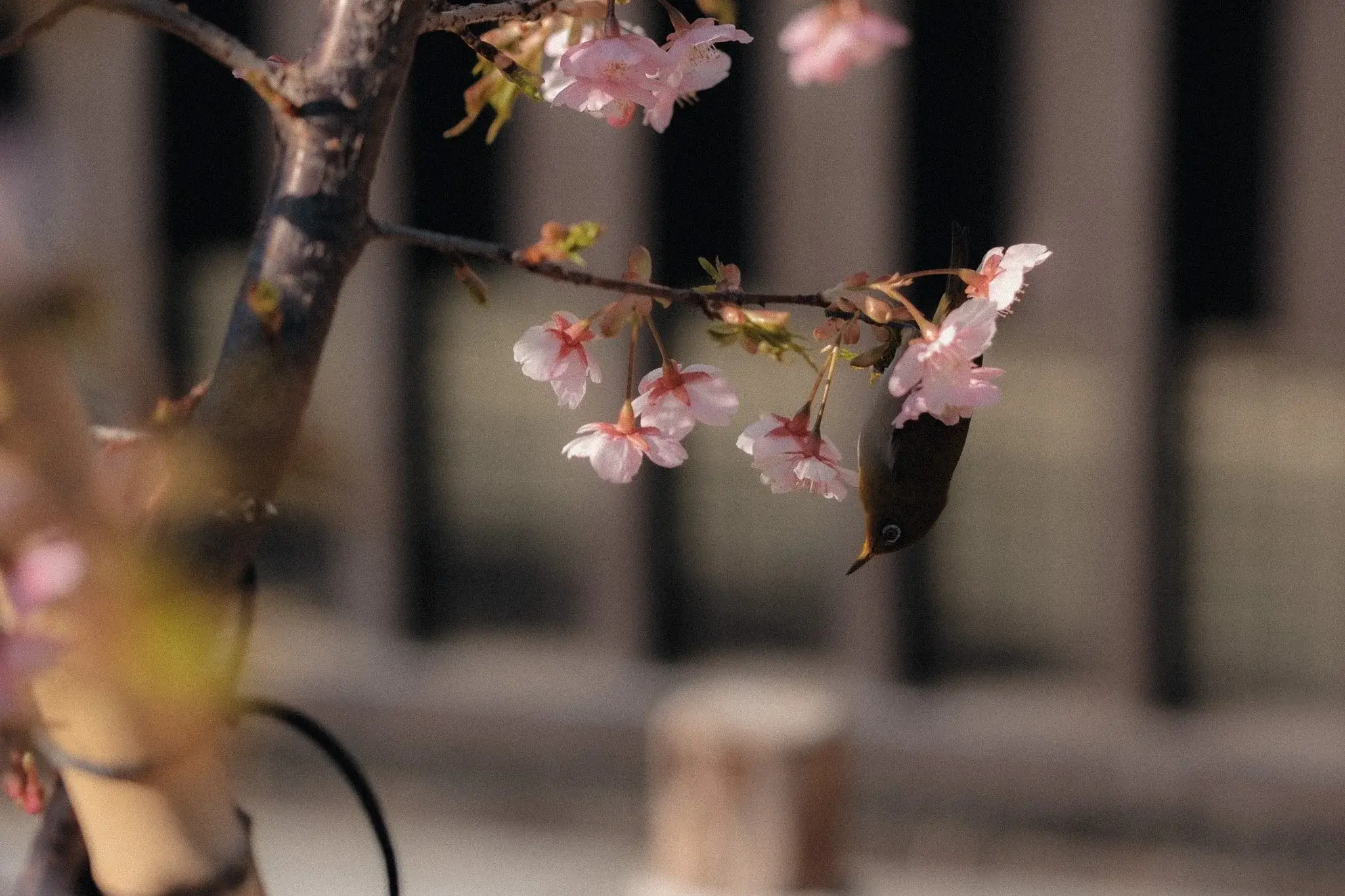 Japan photograph 9