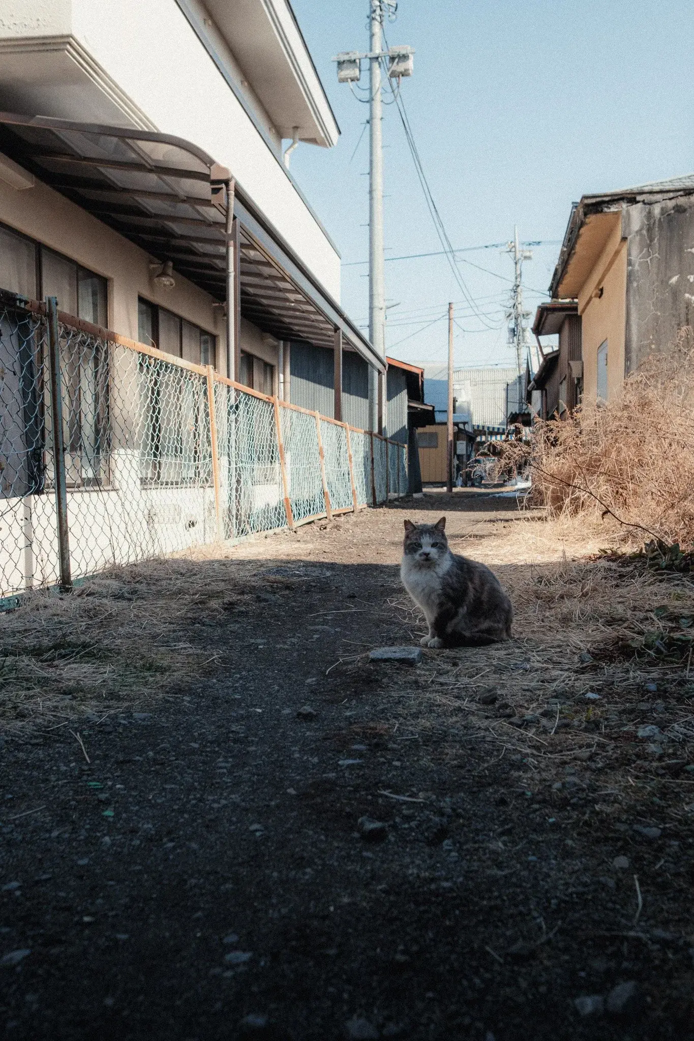 Japan photograph 22