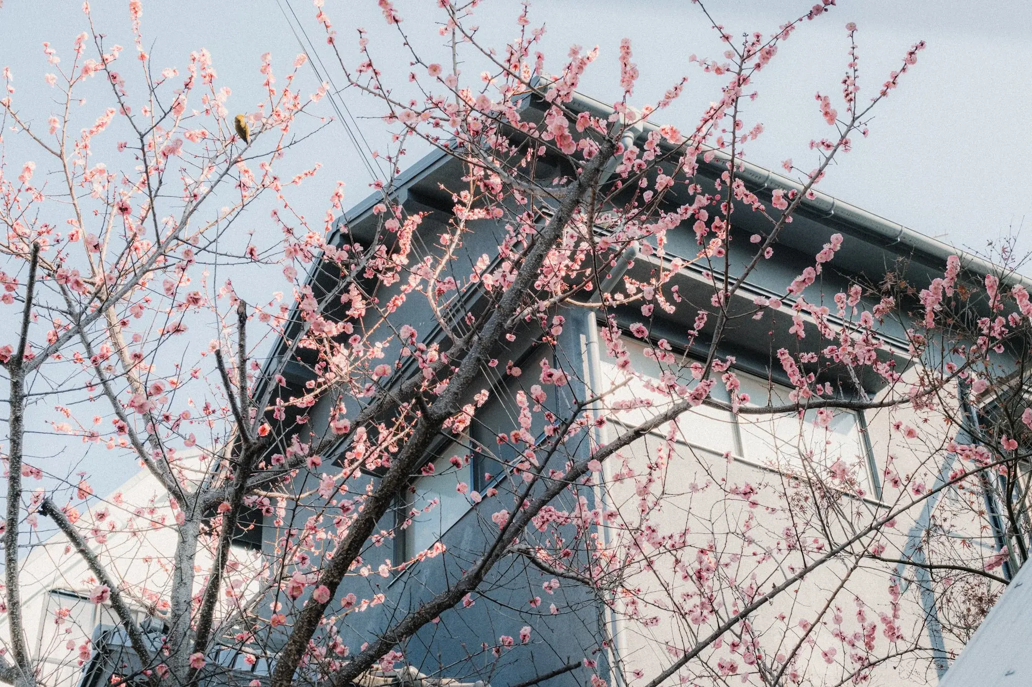Japan photograph 33