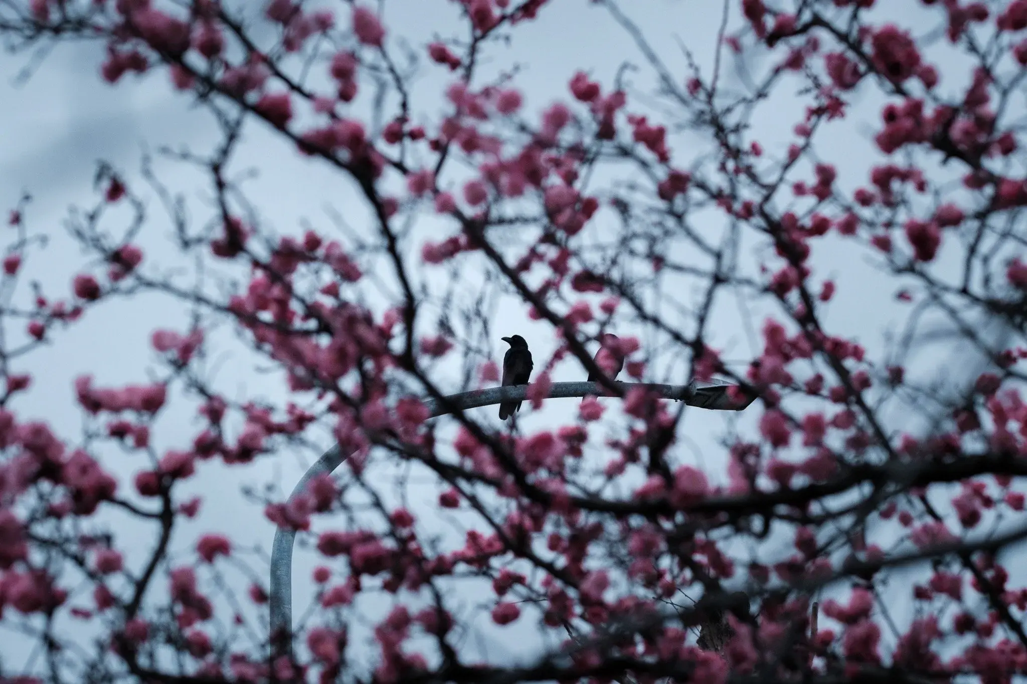Japan photograph 41