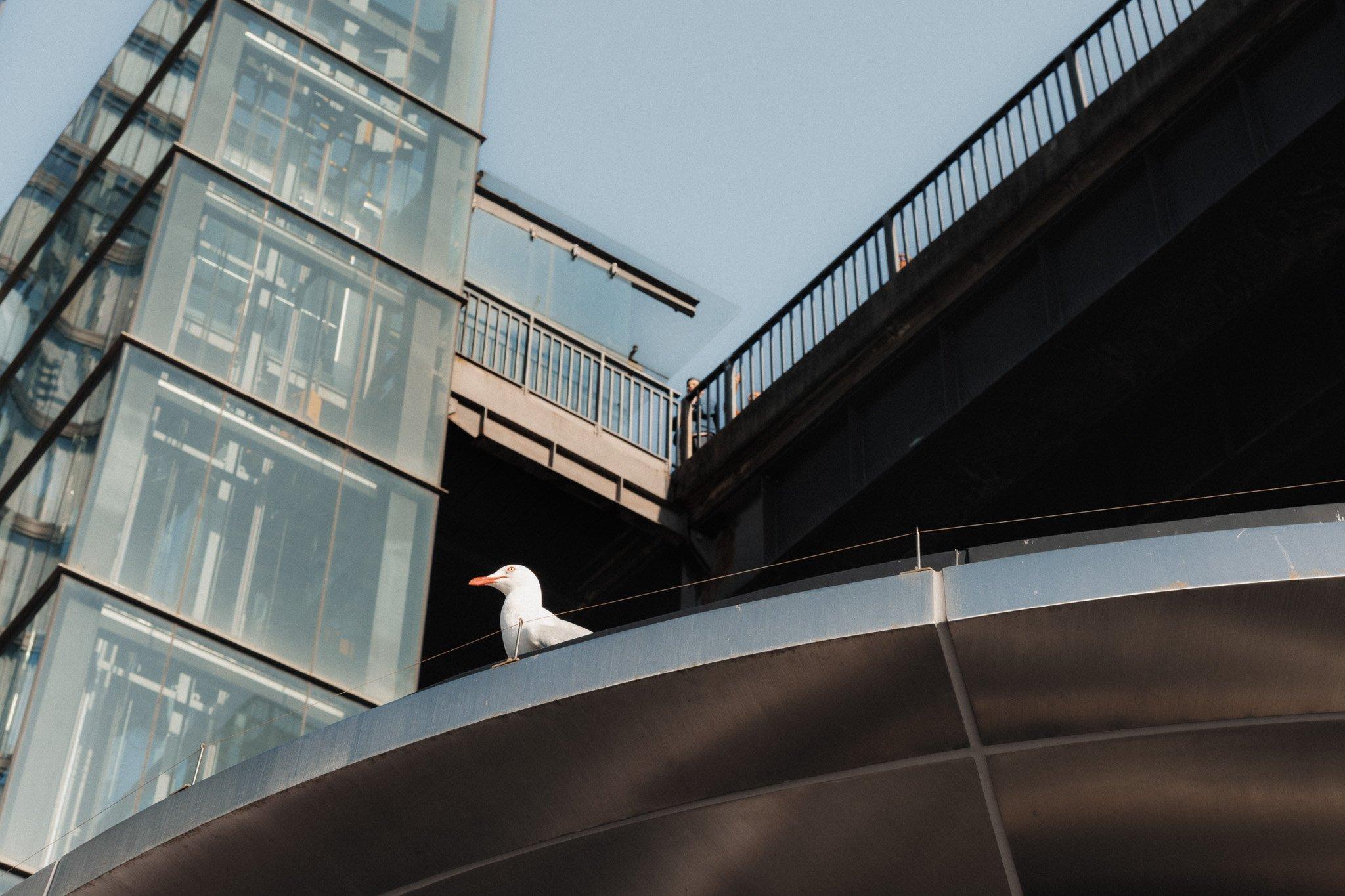 Sydney photograph 31
