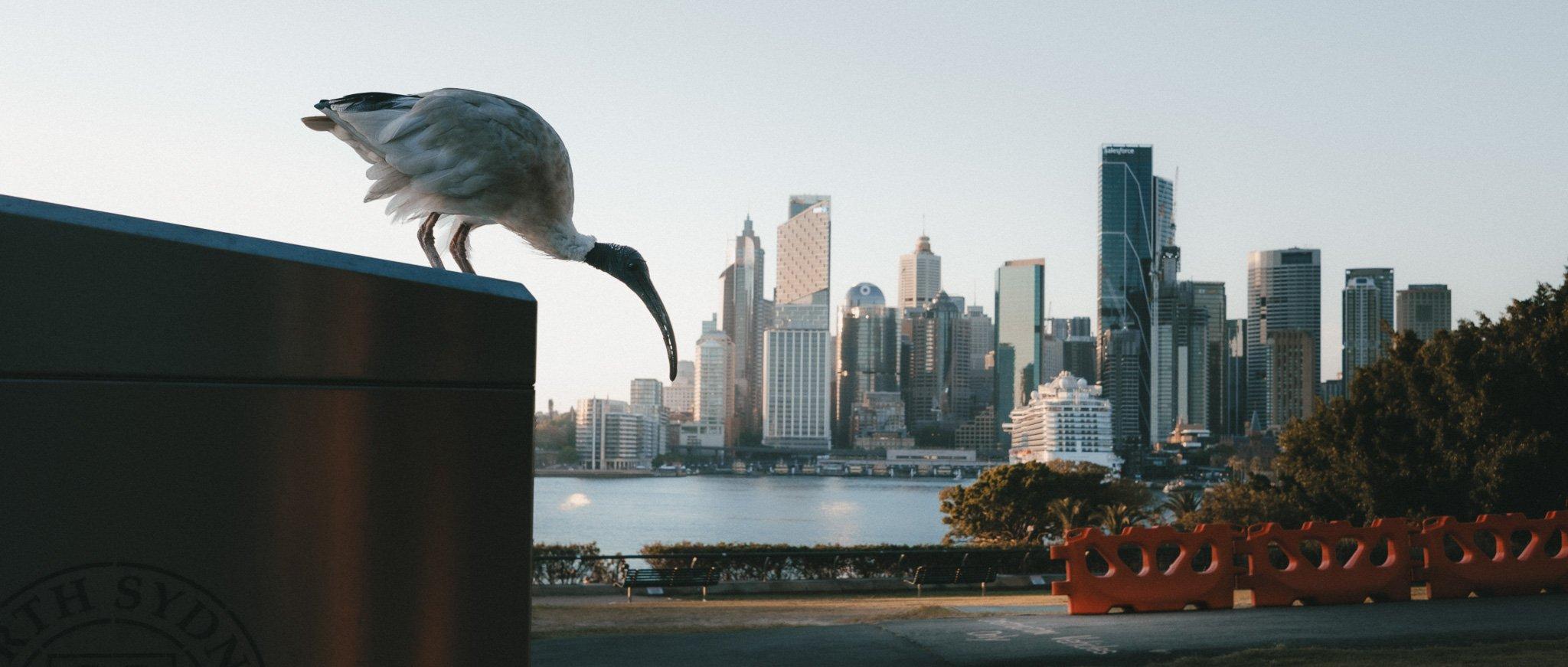 Sydney photograph 55