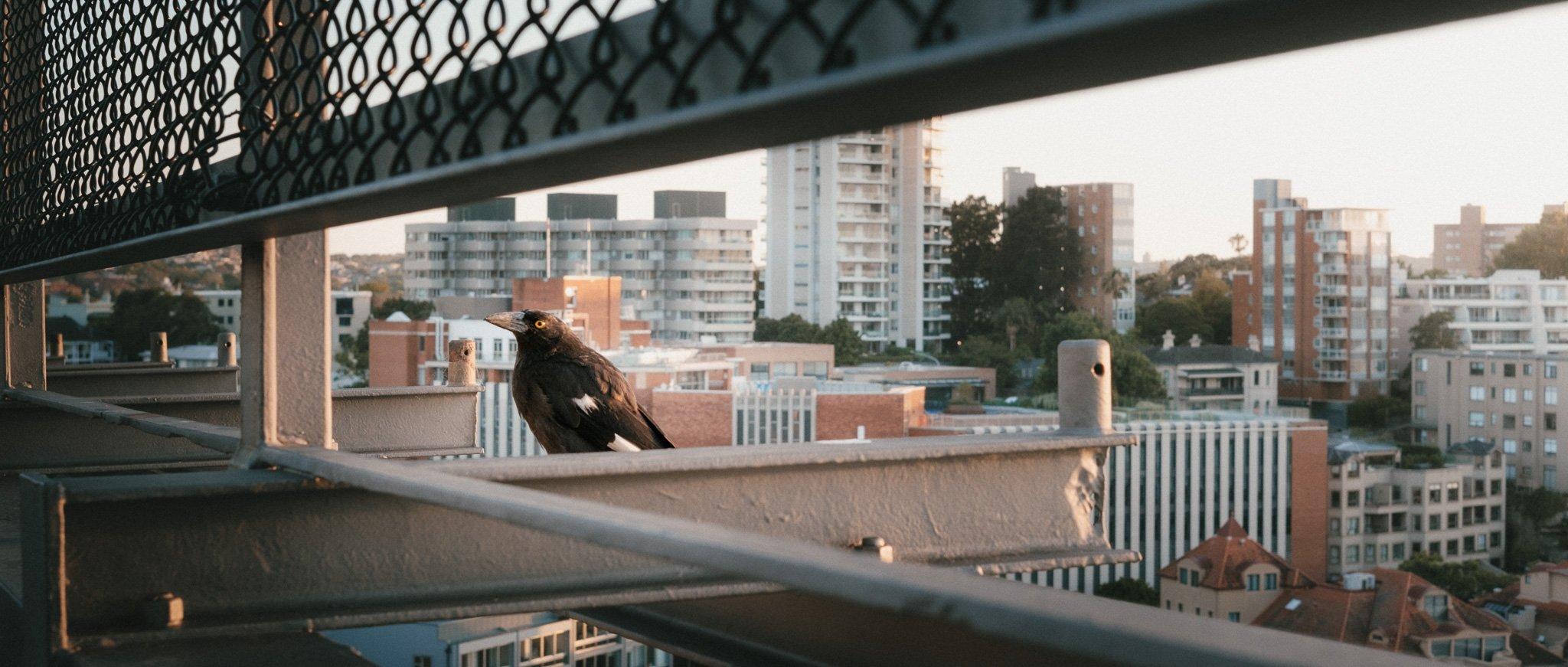 Sydney photograph 56